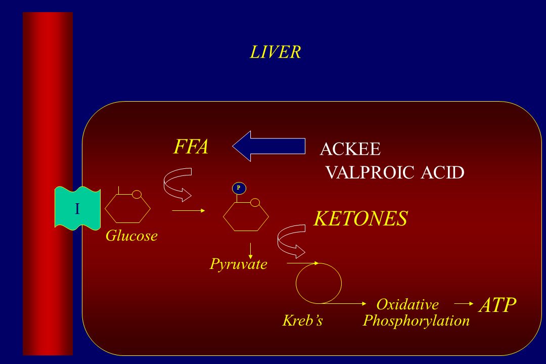 Glucose LIVER P Pyruvate I Kreb’s ATP KETONES FFA Phosphorylation Oxidative ACKEE VALPROIC ACID