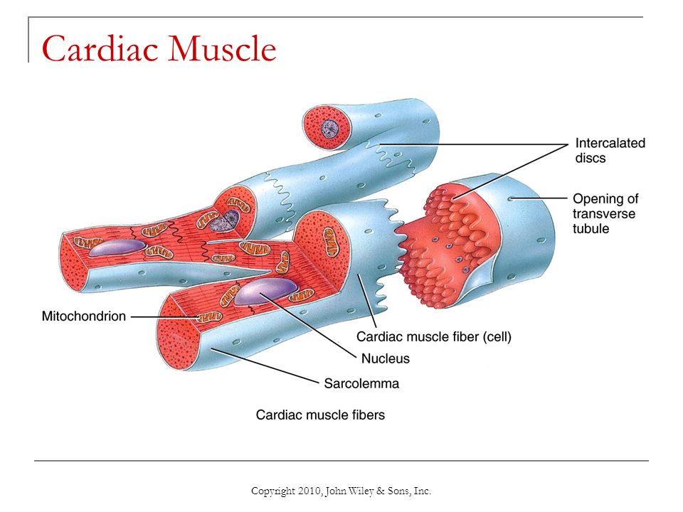 images Cardiac Muscle Fibers John Wiley copyright 2010 john wiley sons inc