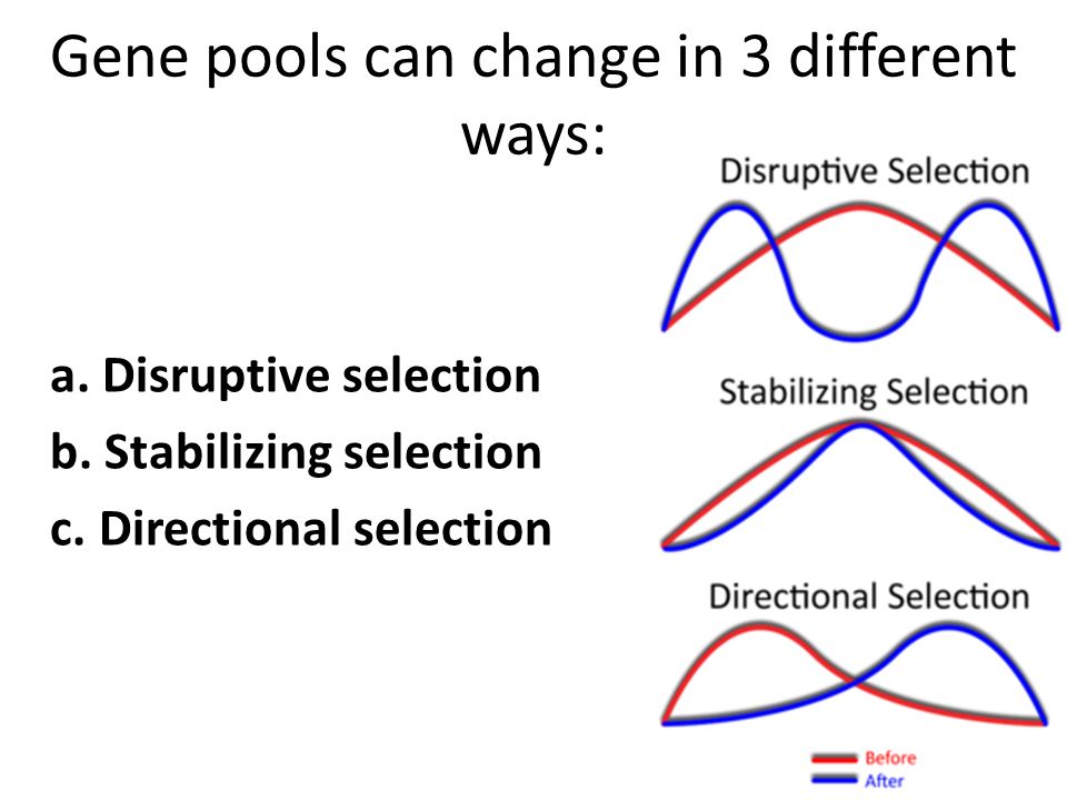 Gene pools can change in 3 different ways: a. Disruptive selection b.