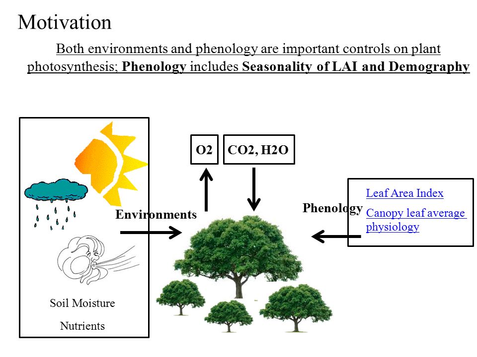Motivation O2CO2, H2O Both environments and phenology are important controls on plant photosynthesis; Phenology includes Seasonality of LAI and Demography Soil Moisture Nutrients Environments Leaf Area Index Canopy leaf average physiology Phenology