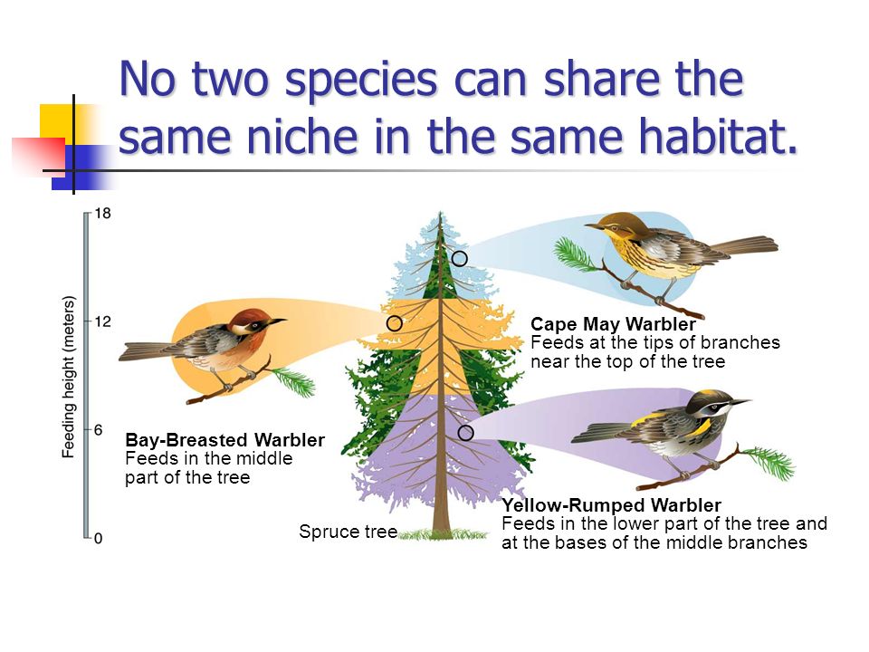 No two species can share the same niche in the same habitat.