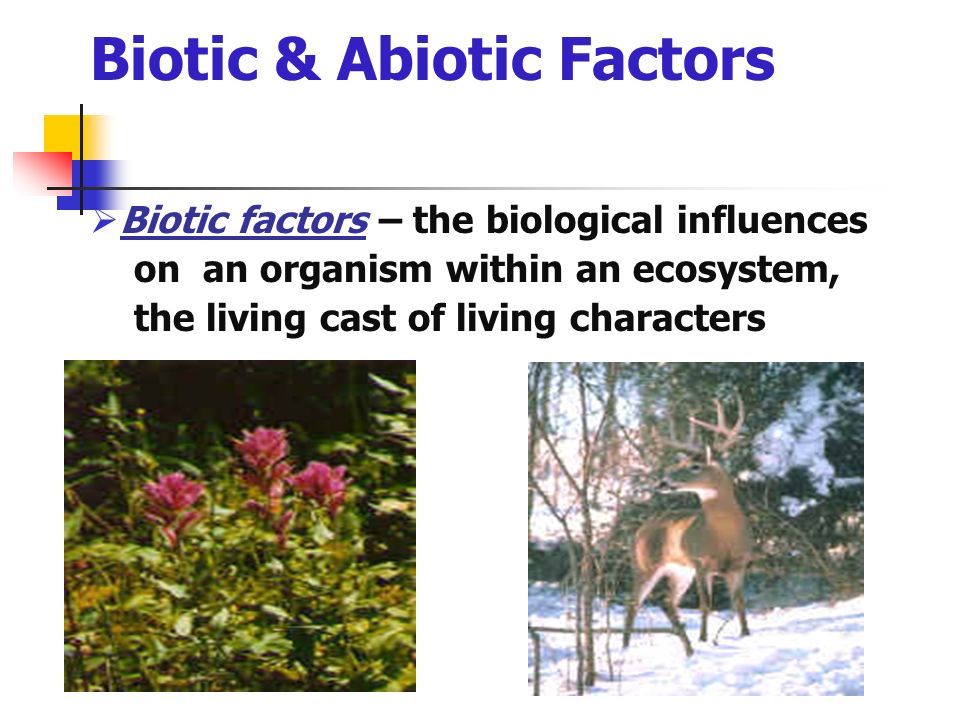 Biotic & Abiotic Factors  Biotic factors – the biological influences on an organism within an ecosystem, the living cast of living characters