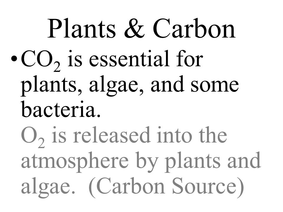 Plants & Carbon CO 2 is essential for plants, algae, and some bacteria.