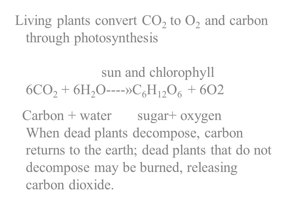 Living plants convert CO 2 to O 2 and carbon through photosynthesis sun and chlorophyll 6CO 2 + 6H 2 O----»C 6 H 12 O 6 + 6O2 Carbon + water sugar+ oxygen When dead plants decompose, carbon returns to the earth; dead plants that do not decompose may be burned, releasing carbon dioxide.