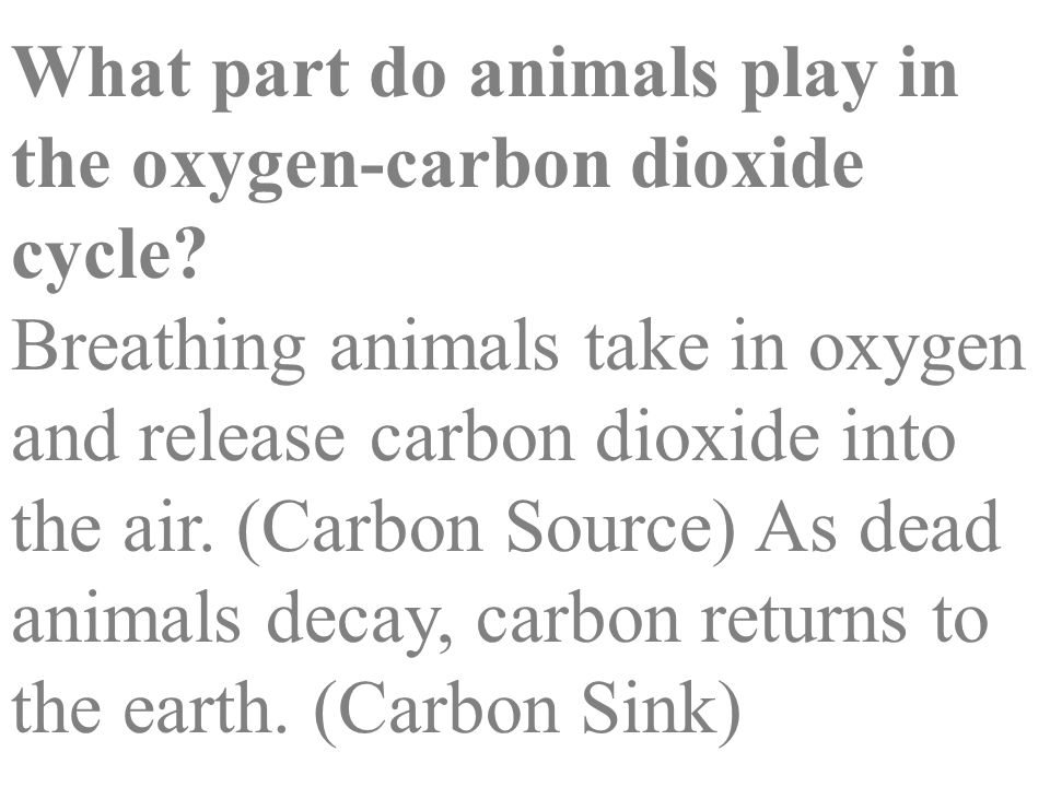 What part do animals play in the oxygen-carbon dioxide cycle.