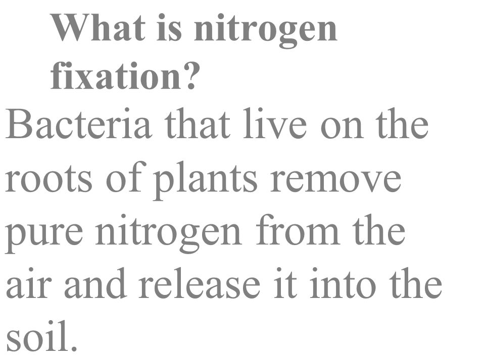 What is nitrogen fixation.