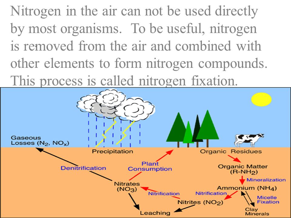 Nitrogen in the air can not be used directly by most organisms.