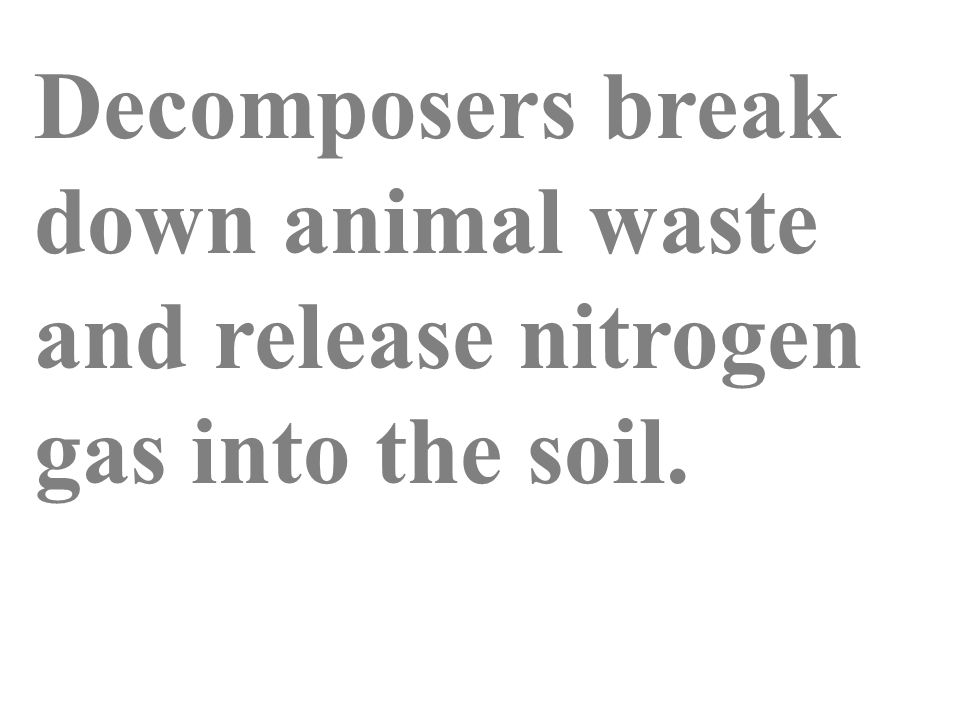 Decomposers break down animal waste and release nitrogen gas into the soil.