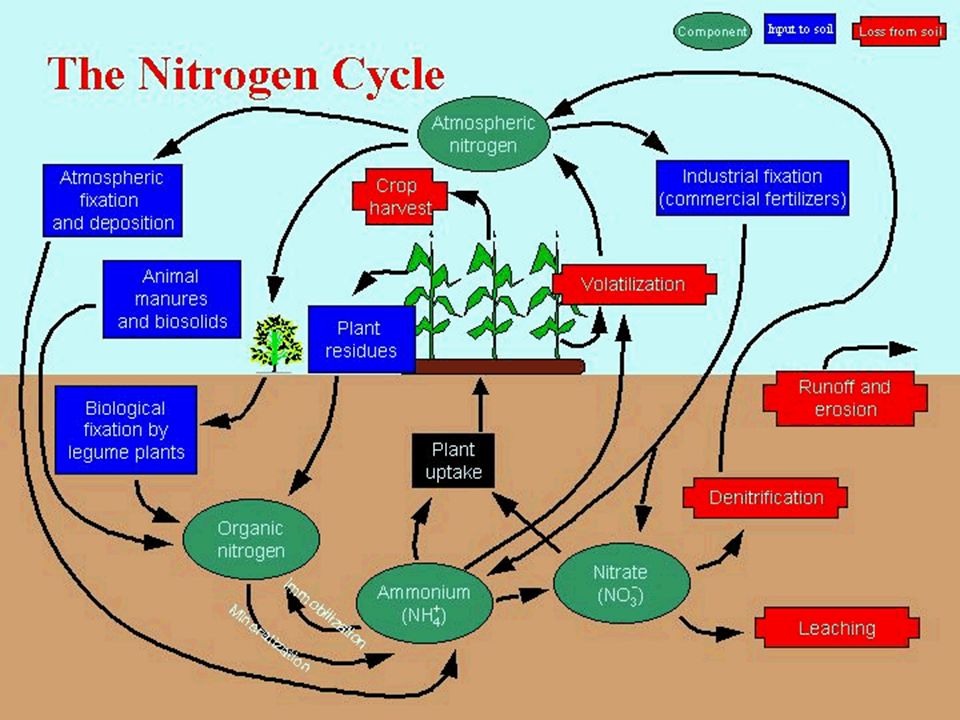 Add pic of nitrogen cycle
