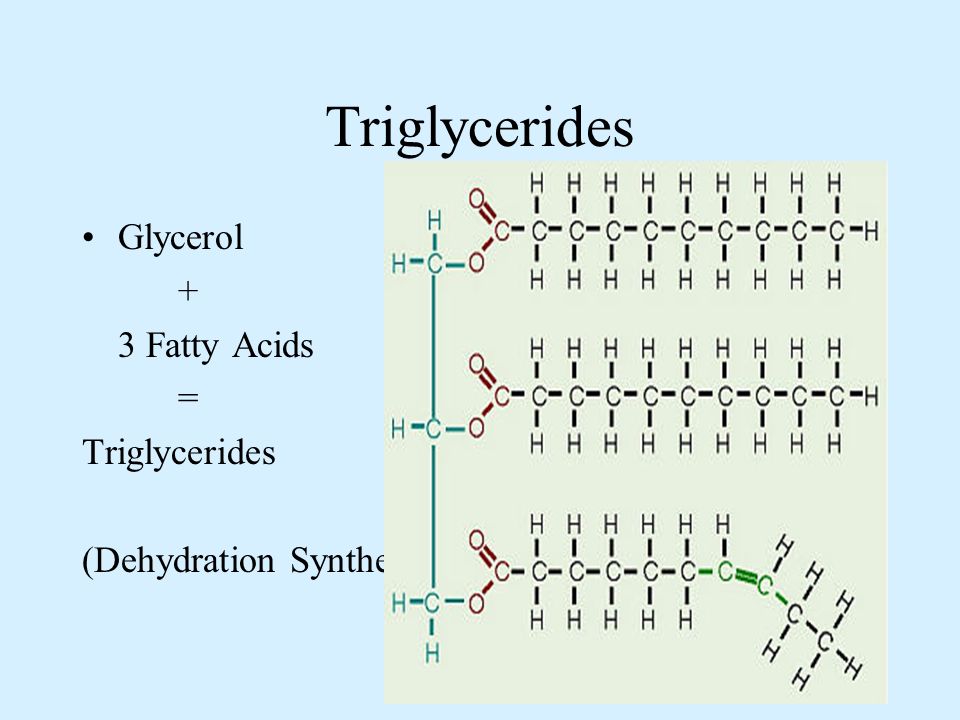 Triglycerides Glycerol + 3 Fatty Acids = Triglycerides (Dehydration Synthesis)
