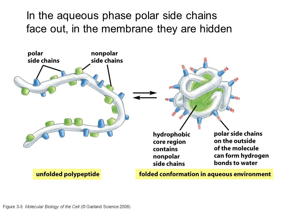 Белки в воде образуют. Гидрофобное ядро третичной структуры белка. Гидрофобное взаимодействие белков. Гидрофобные взаимодействия структура белка. Фолдинг белков биохимия.