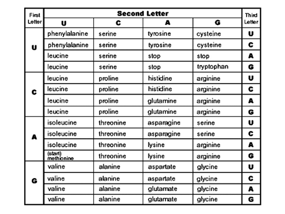 Codon Chart And Wheel