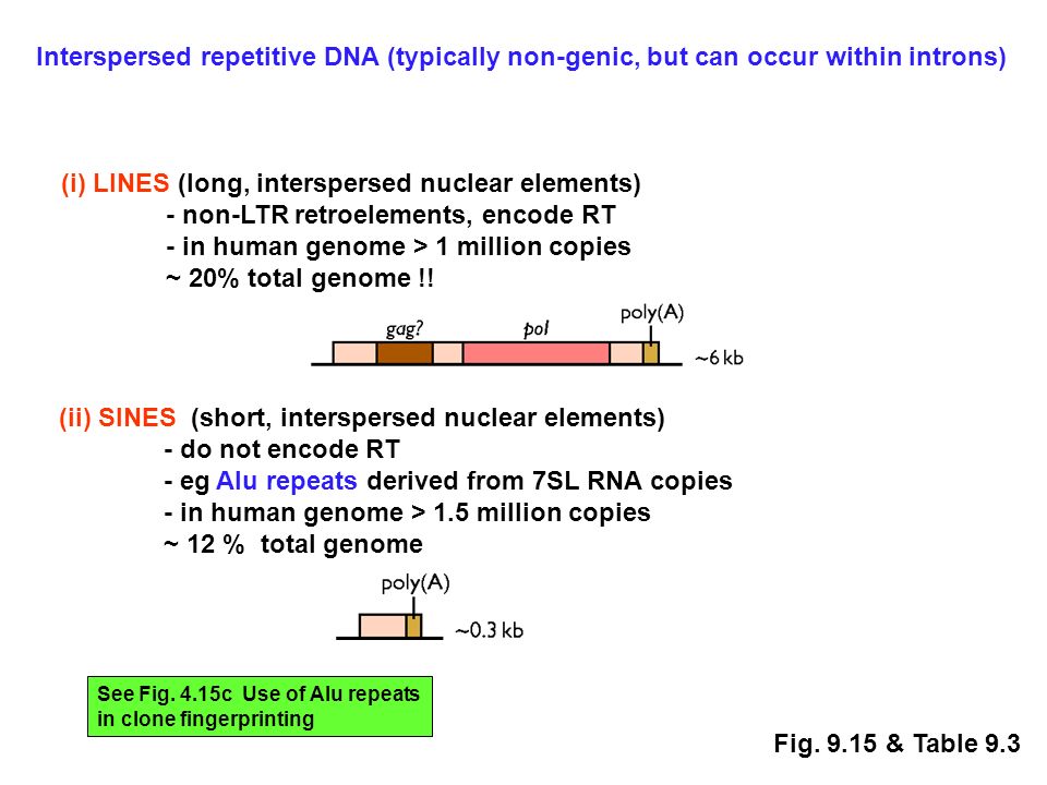 Fig Genome = Genic + Intergenic (or non-genic) Eukaryotic genomes:  composition of human genome. - ppt download