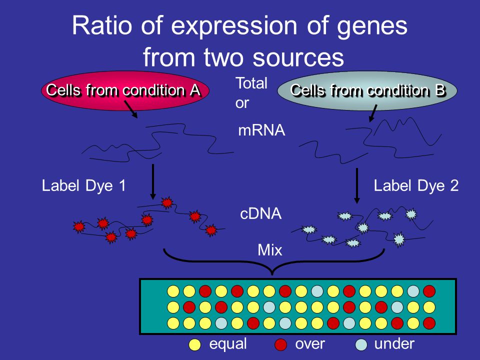 Cells from condition A Cells from condition B mRNA Label Dye 2 Ratio of expression of genes from two sources Label Dye 1 cDNA equaloverunder Mix Total or