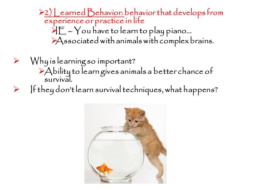 Chap. 16 – Animal Behavior Objectives: 1) Know the difference between  innate and learned behavior. 2) Understand the different ways an animal can  learn. - ppt download