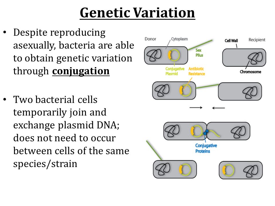 Genetic Variation Despite reproducing asexually, bacteria are able to obtain genetic variation through conjugation Two bacterial cells temporarily join and exchange plasmid DNA; does not need to occur between cells of the same species/strain