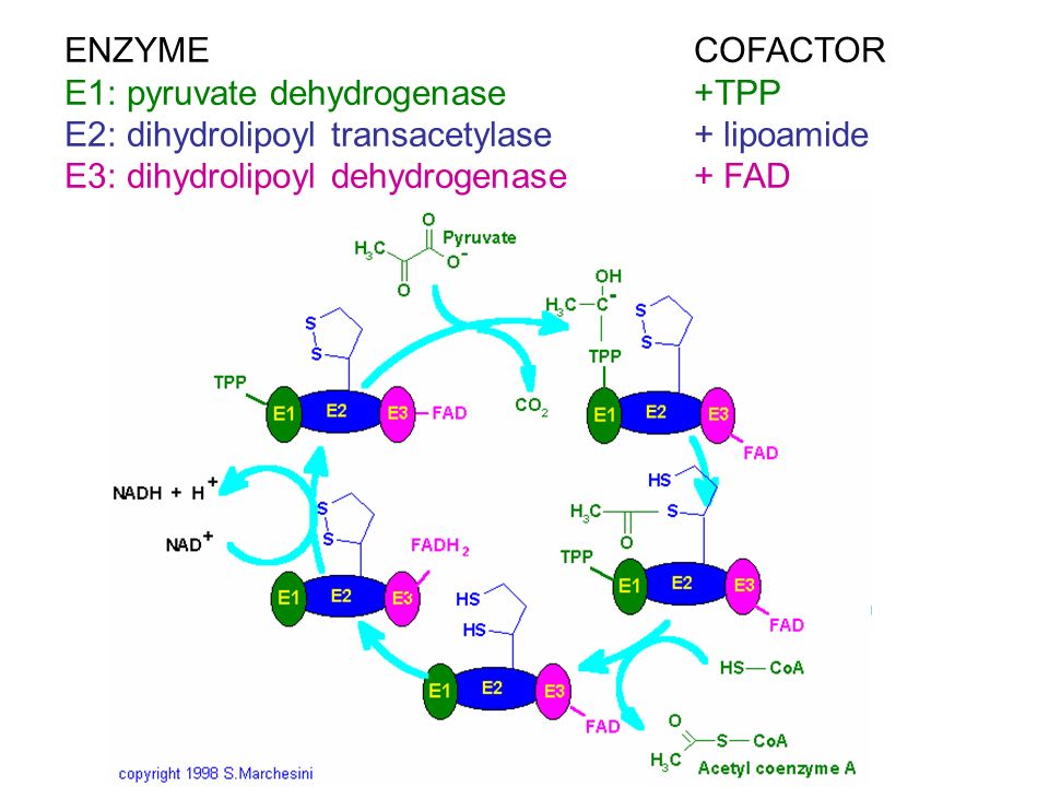 ENZYMECOFACTOR E1: pyruvate dehydrogenase +TPP E2: dihydrolipoyl transacetylase+ lipoamide E3: dihydrolipoyl dehydrogenase+ FAD