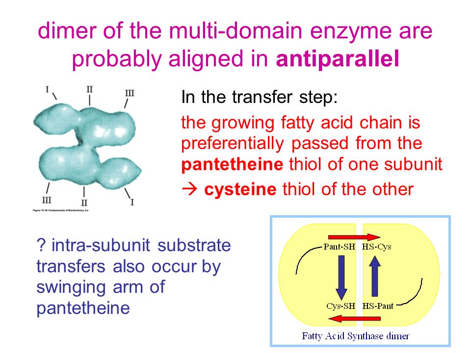 dimer of the multi-domain enzyme are probably aligned in antiparallel In the transfer step: the growing fatty acid chain is preferentially passed from the pantetheine thiol of one subunit  cysteine thiol of the other .
