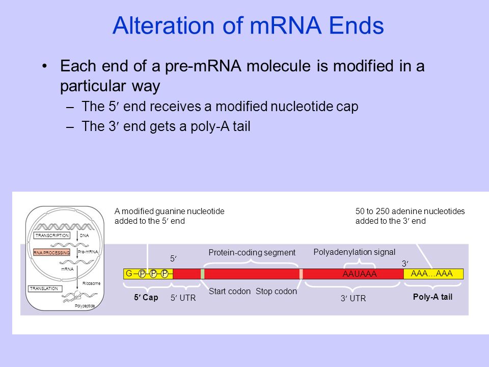 Alteration of mRNA Ends Each end of a pre-mRNA molecule is modified in a particular way –The 5 end receives a modified nucleotide cap –The 3 end gets a poly-A tail A modified guanine nucleotide added to the 5 end 50 to 250 adenine nucleotides added to the 3 end Protein-coding segment Polyadenylation signal Poly-A tail 3 UTR Stop codonStart codon 5 Cap 5 UTR AAUAAA AAA…AAA TRANSCRIPTION RNA PROCESSING DNA Pre-mRNA mRNA TRANSLATION Ribosome Polypeptide G P PP 5 3