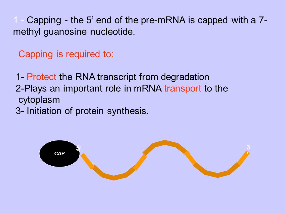 1 - Capping - the 5’ end of the pre-mRNA is capped with a 7- methyl guanosine nucleotide.