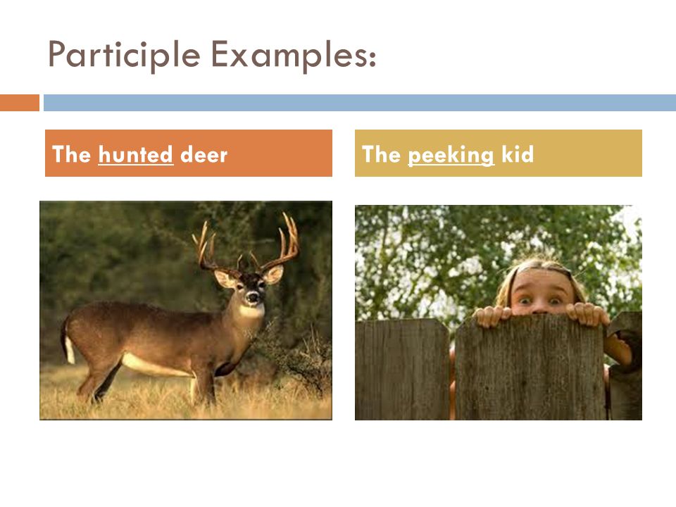 Participle Examples: The hunted deerThe peeking kid