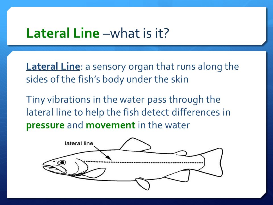 how does the lateral line work