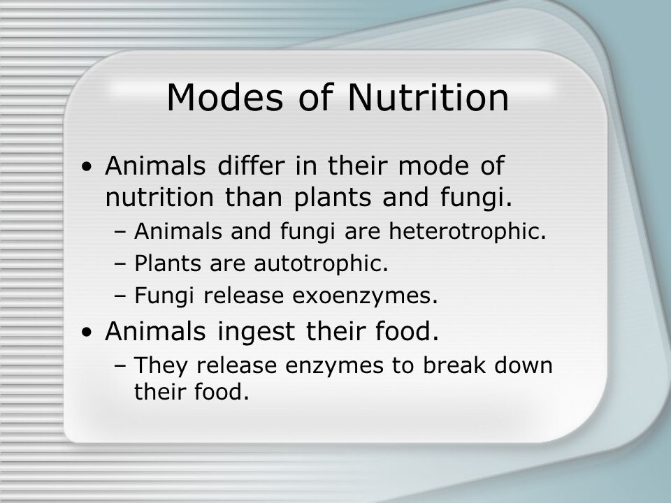 Chapter 32 An Introduction to Animal Diversity. Modes of Nutrition Animals  differ in their mode of nutrition than plants and fungi. –Animals and  fungi. - ppt download