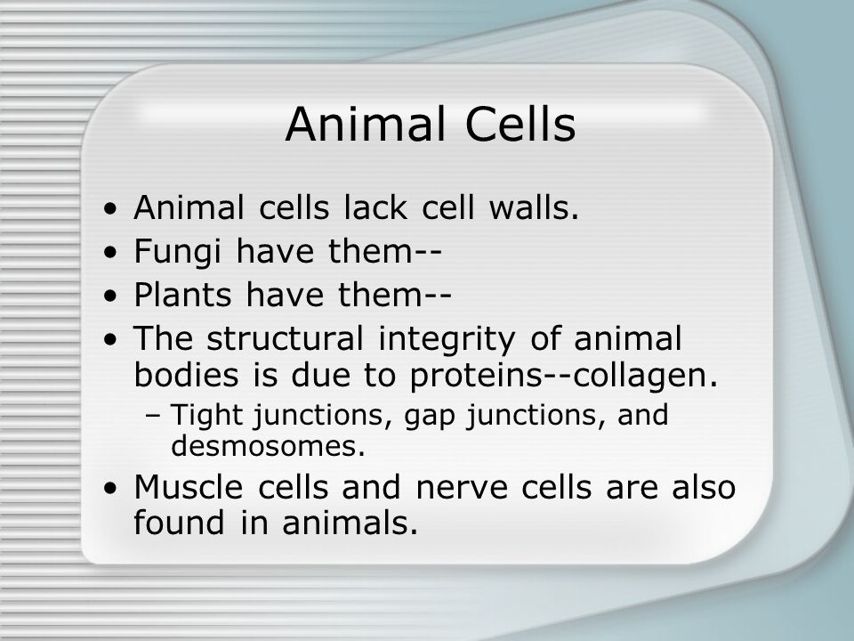 Chapter 32 An Introduction to Animal Diversity. Modes of Nutrition Animals  differ in their mode of nutrition than plants and fungi. –Animals and  fungi. - ppt download