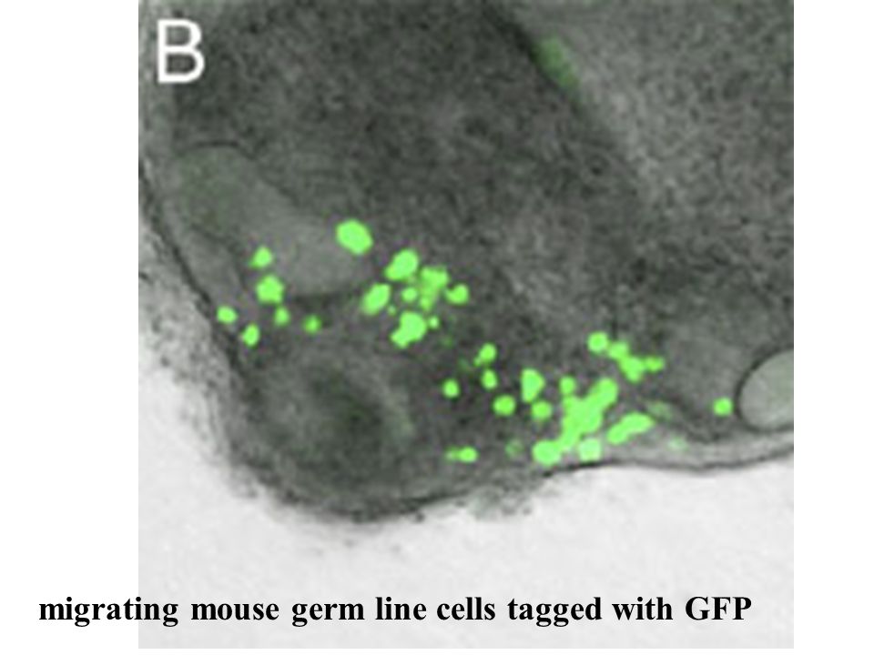 migrating mouse germ line cells tagged with GFP