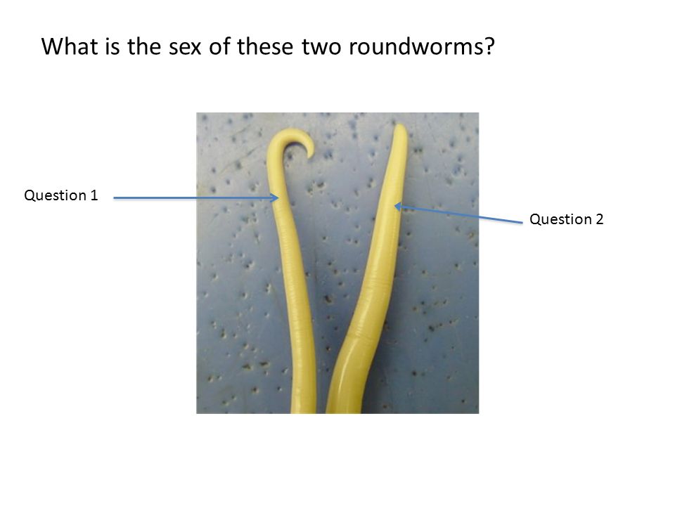 What is the sex of these two roundworms Question 1 Question 2