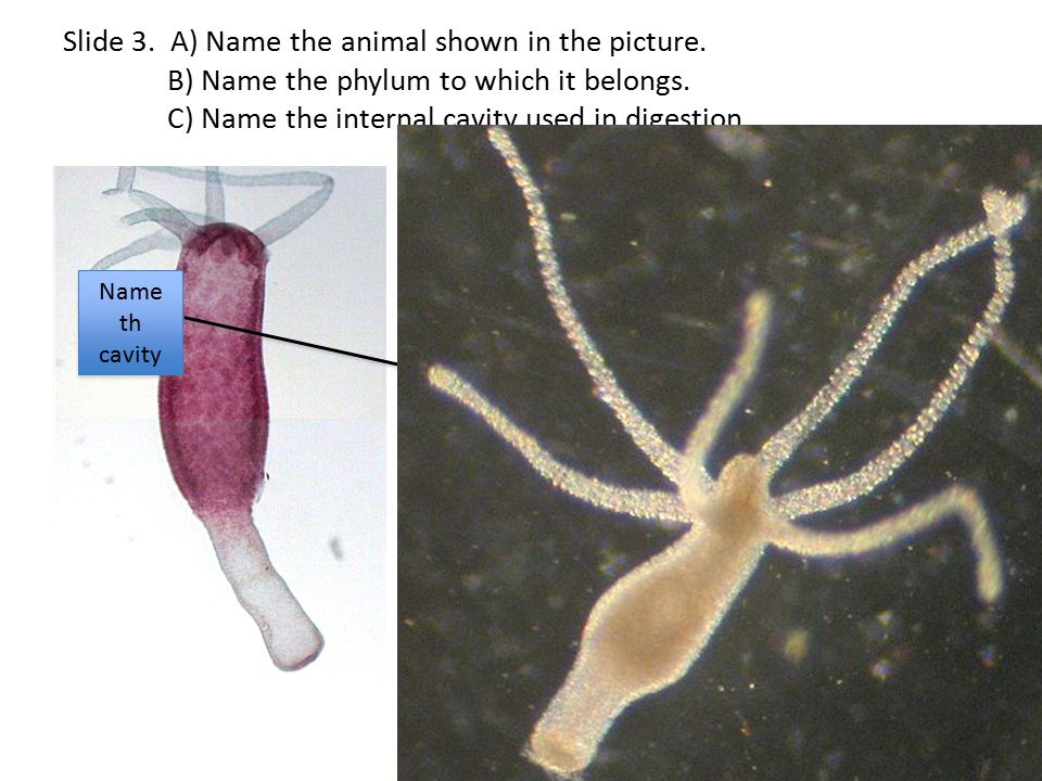 Slide 3. A) Name the animal shown in the picture.