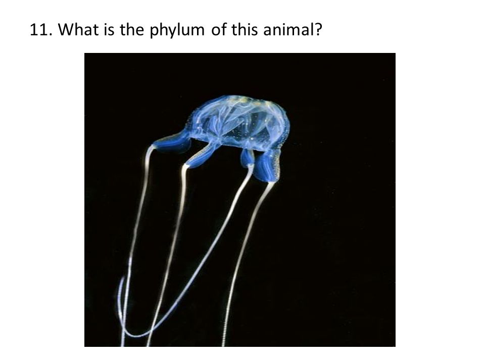 11. What is the phylum of this animal