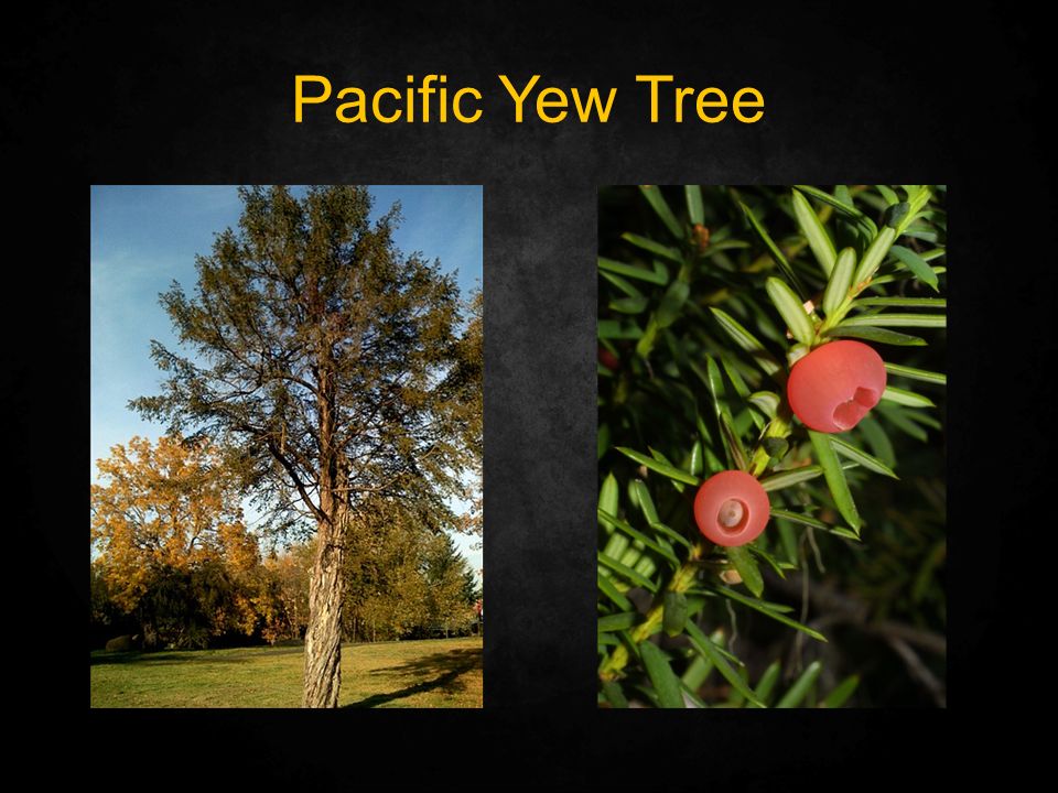 Pacific Yew Tree
