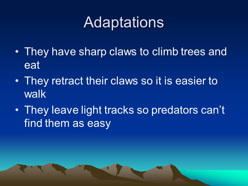 puma adaptations
