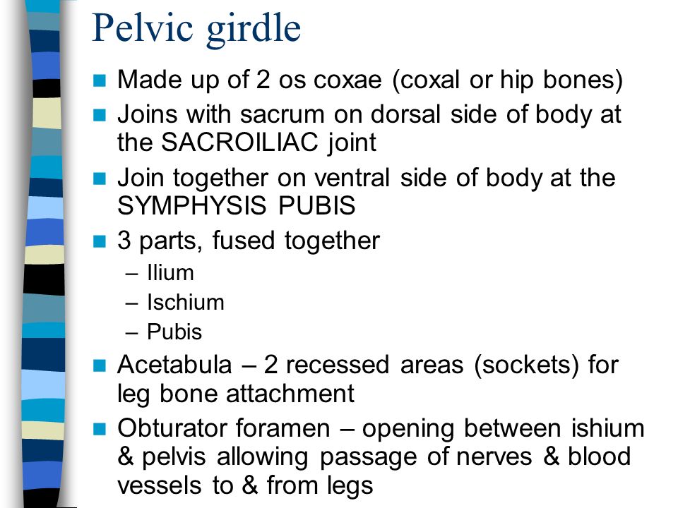 Pelvic girdle Made up of 2 os coxae (coxal or hip bones) Joins with sacrum on dorsal side of body at the SACROILIAC joint Join together on ventral side of body at the SYMPHYSIS PUBIS 3 parts, fused together –Ilium –Ischium –Pubis Acetabula – 2 recessed areas (sockets) for leg bone attachment Obturator foramen – opening between ishium & pelvis allowing passage of nerves & blood vessels to & from legs