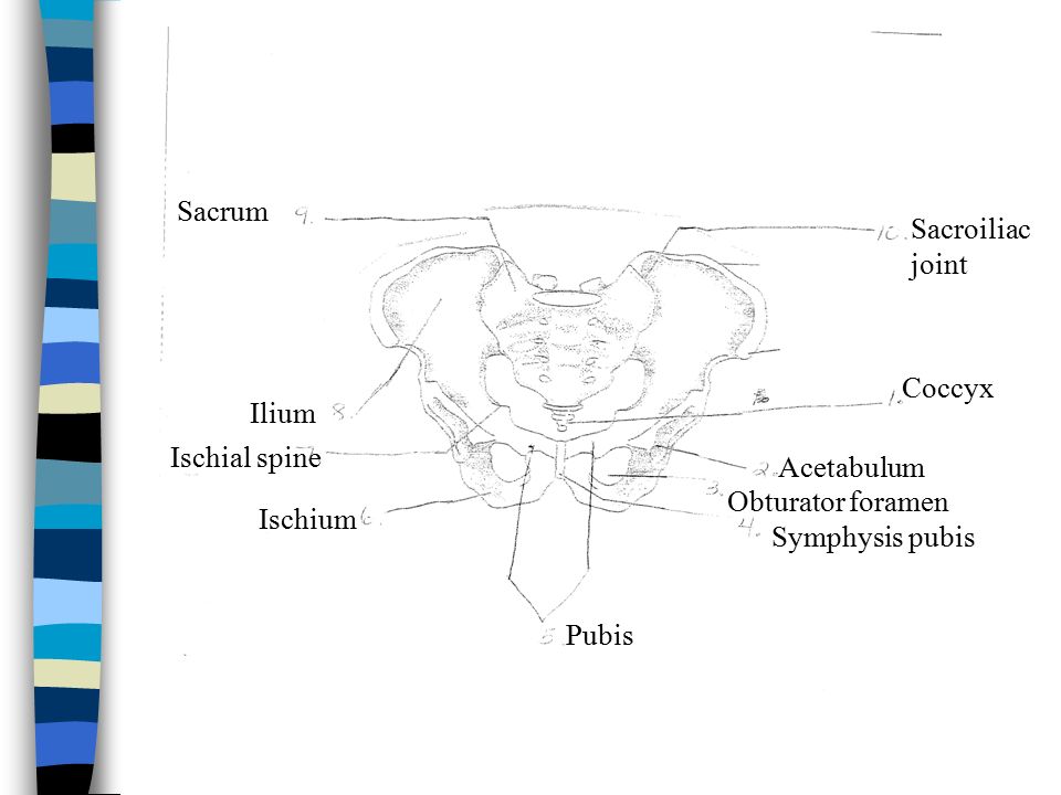 Coccyx Acetabulum Obturator foramen Symphysis pubis Pubis Ischium Ischial spine Ilium Sacrum Sacroiliac joint