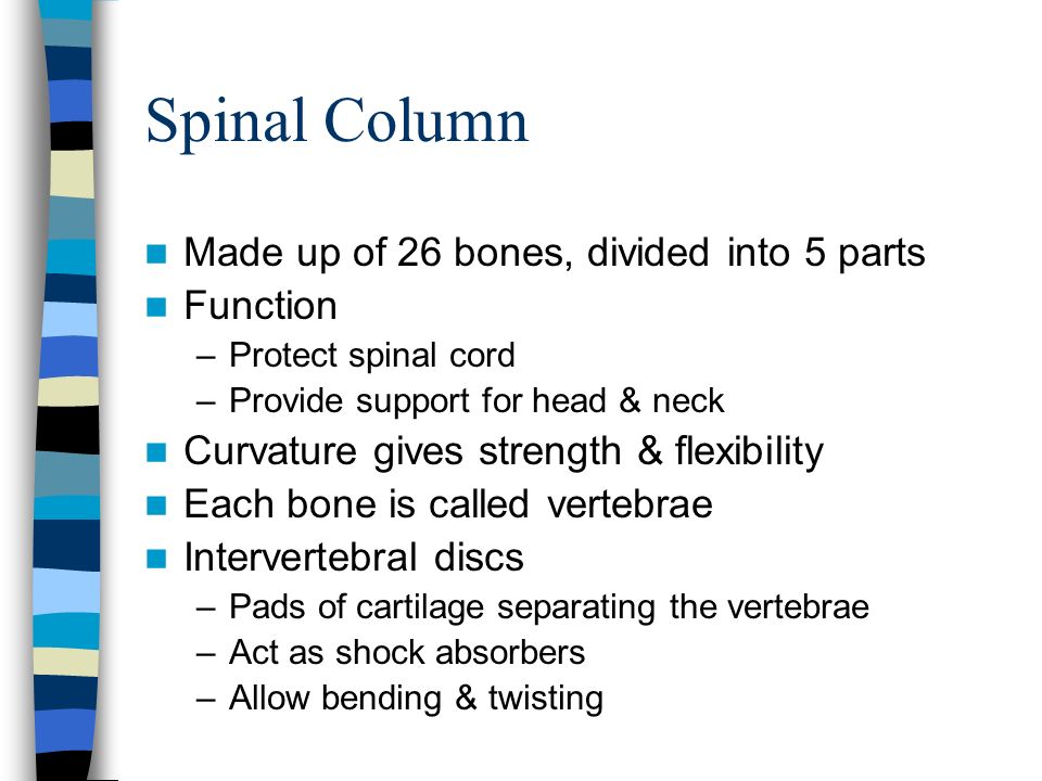 Spinal Column Made up of 26 bones, divided into 5 parts Function –Protect spinal cord –Provide support for head & neck Curvature gives strength & flexibility Each bone is called vertebrae Intervertebral discs –Pads of cartilage separating the vertebrae –Act as shock absorbers –Allow bending & twisting