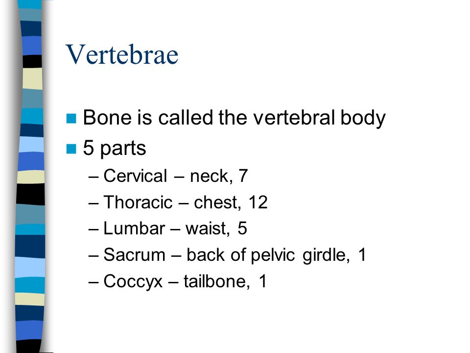 Vertebrae Bone is called the vertebral body 5 parts –Cervical – neck, 7 –Thoracic – chest, 12 –Lumbar – waist, 5 –Sacrum – back of pelvic girdle, 1 –Coccyx – tailbone, 1