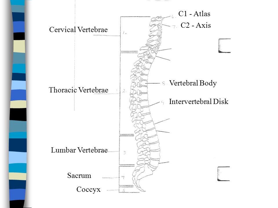Cervical Vertebrae Thoracic Vertebrae Lumbar Vertebrae Sacrum Coccyx C1 - Atlas C2 - Axis Vertebral Body Intervertebral Disk