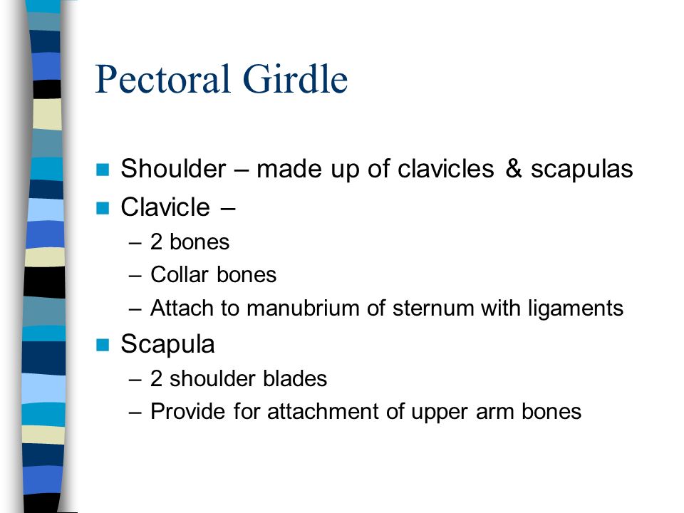 Pectoral Girdle Shoulder – made up of clavicles & scapulas Clavicle – –2 bones –Collar bones –Attach to manubrium of sternum with ligaments Scapula –2 shoulder blades –Provide for attachment of upper arm bones