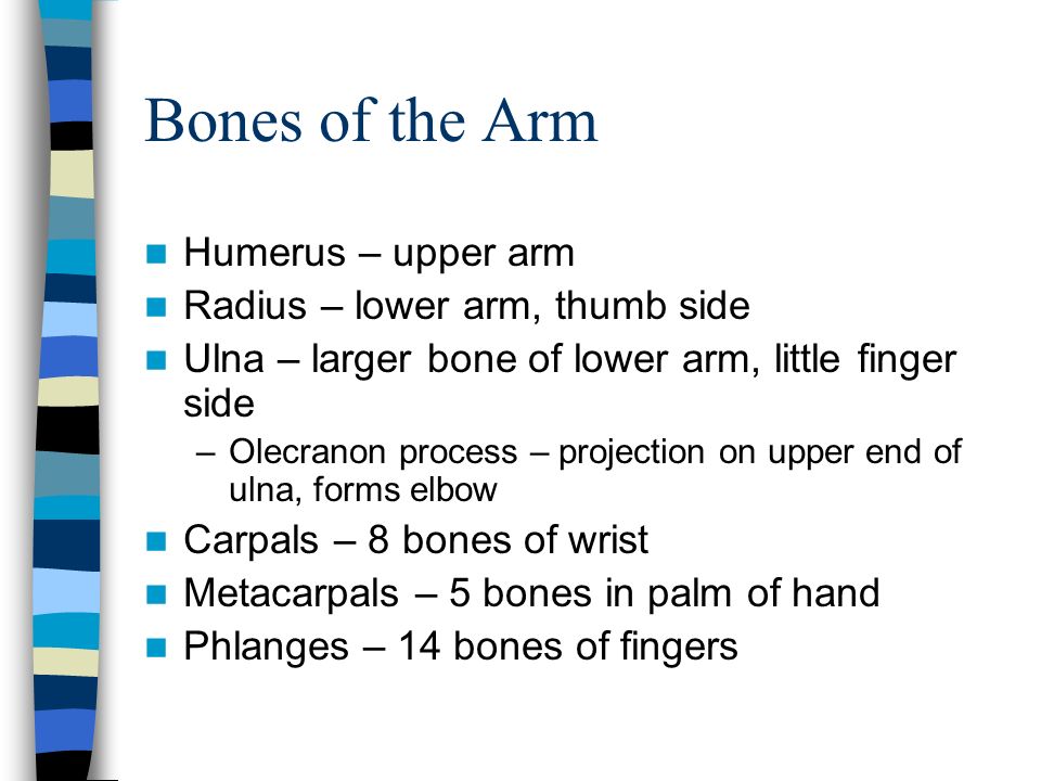 Bones of the Arm Humerus – upper arm Radius – lower arm, thumb side Ulna – larger bone of lower arm, little finger side –Olecranon process – projection on upper end of ulna, forms elbow Carpals – 8 bones of wrist Metacarpals – 5 bones in palm of hand Phlanges – 14 bones of fingers