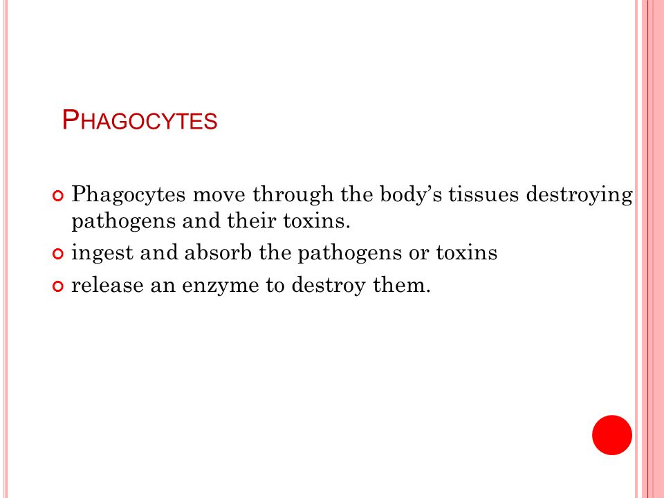 P HAGOCYTES Phagocytes move through the body’s tissues destroying pathogens and their toxins.