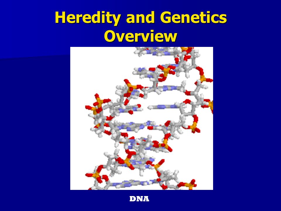 Heredity and Genetics Overview DNA