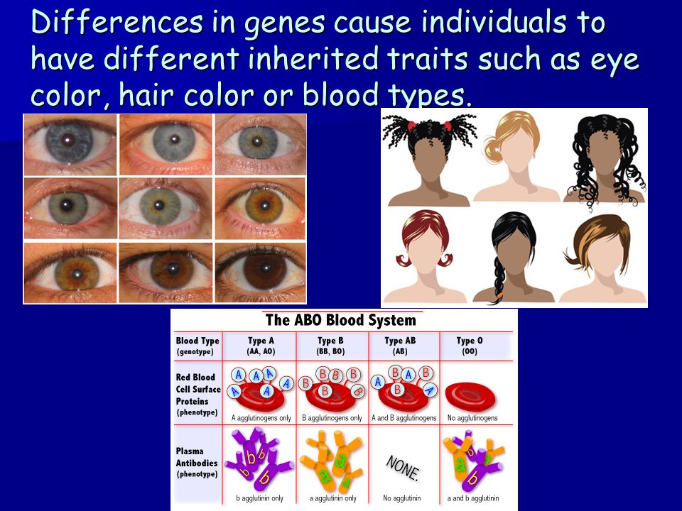 Differences in genes cause individuals to have different inherited traits such as eye color, hair color or blood types.