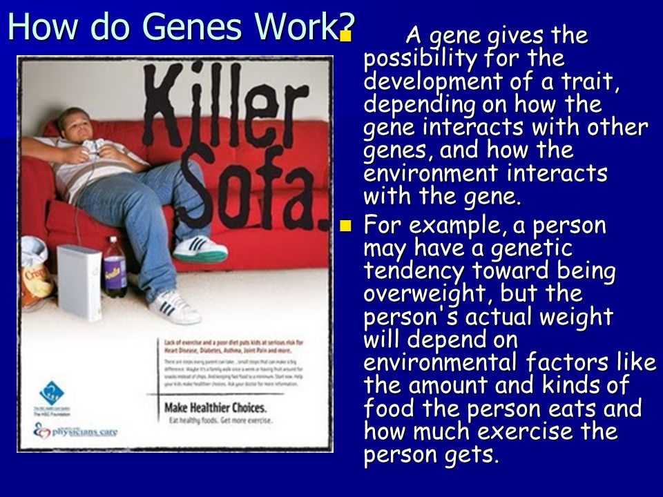 How do Genes Work.