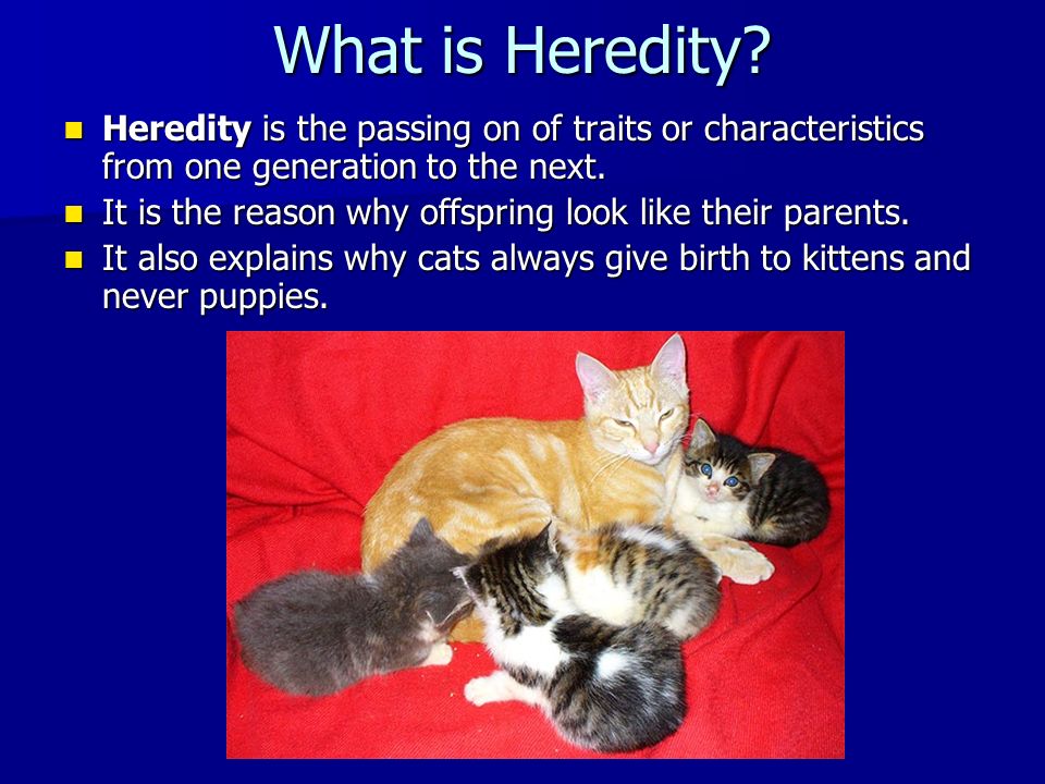 What is Heredity.