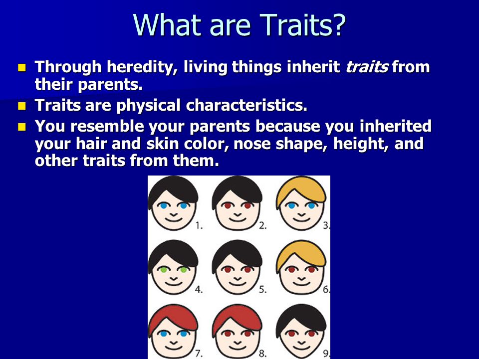 What are Traits. Through heredity, living things inherit traits from their parents.