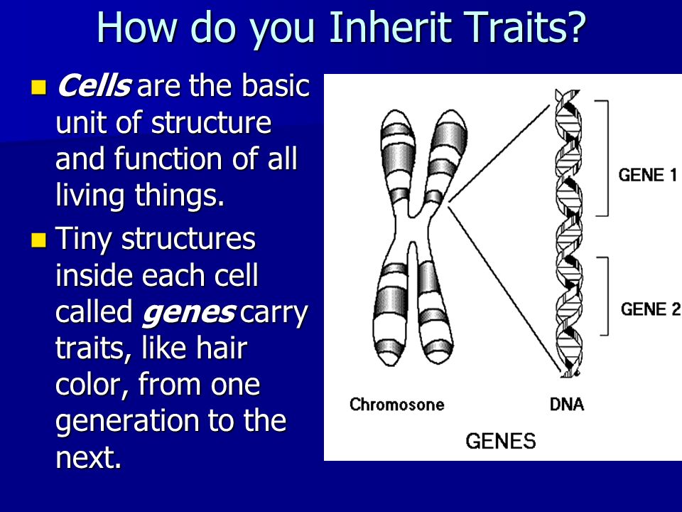 How do you Inherit Traits. Cells are the basic unit of structure and function of all living things.