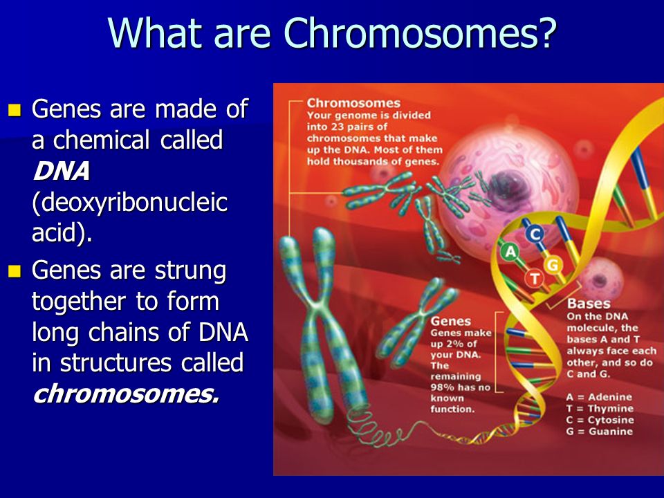 What are Chromosomes. Genes are made of a chemical called DNA (deoxyribonucleic acid).