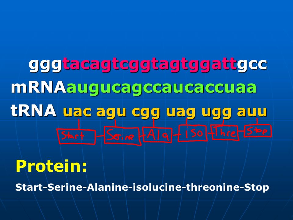 gggtacagtcggtagtggattgcc mRNAaugucagccaucaccuaa tRNA uac agu cgg uag ugg auu Protein: Start-Serine-Alanine-isolucine-threonine-Stop